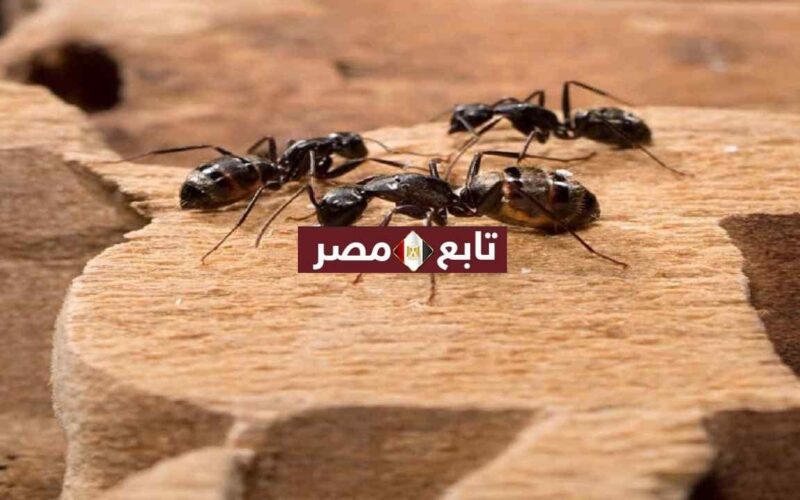 طرق التخلص من النمل في المنزل والقضاء عليه نهائيا