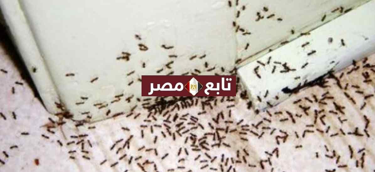 طرق التخلص من النمل في المنزل والقضاء عليه نهائيا باستخدامات طبيعية