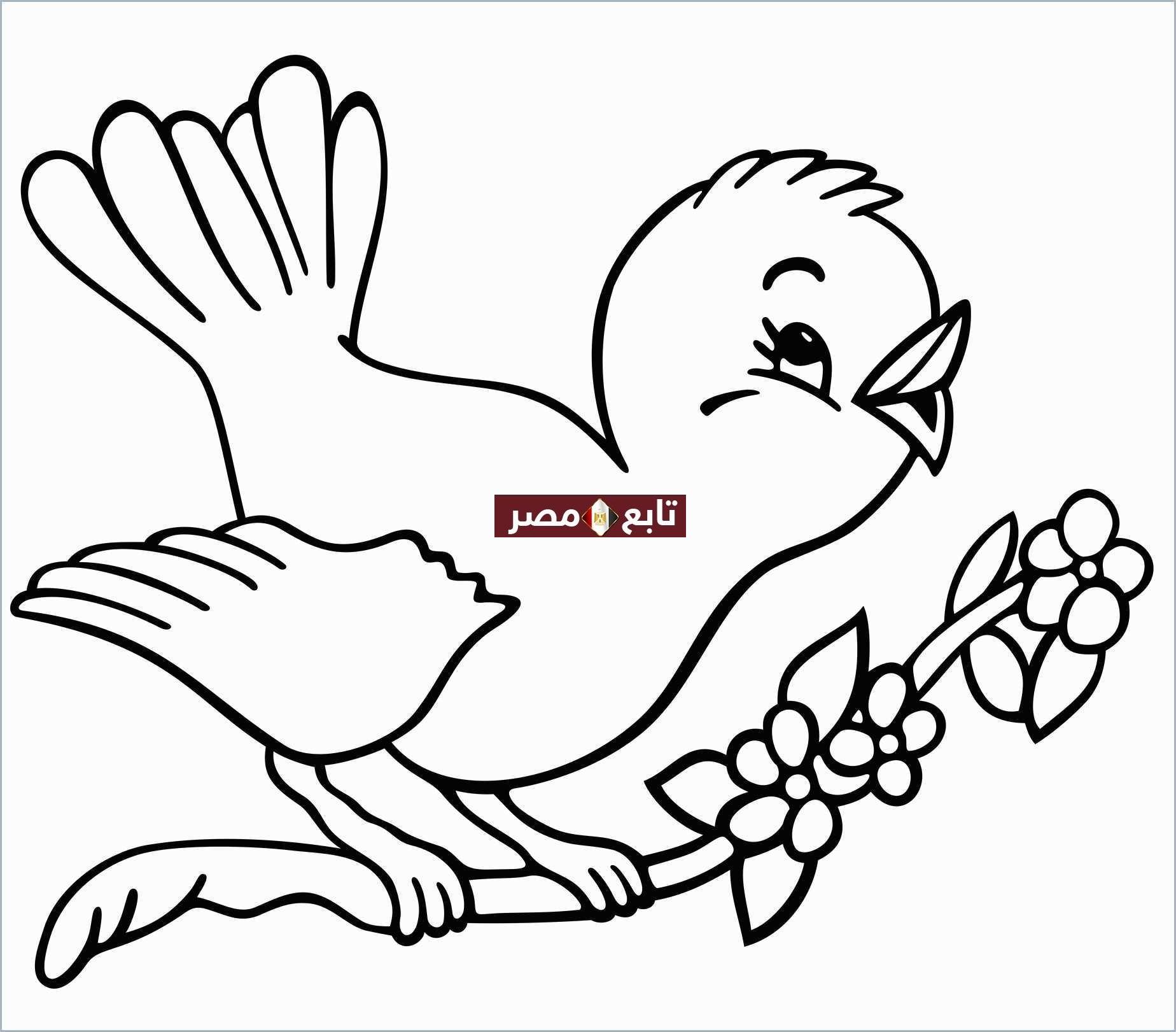 “رسومات” صور تلوين للأطفال pdf مجموعة طيور وحيوانات جاهزة للطباعة