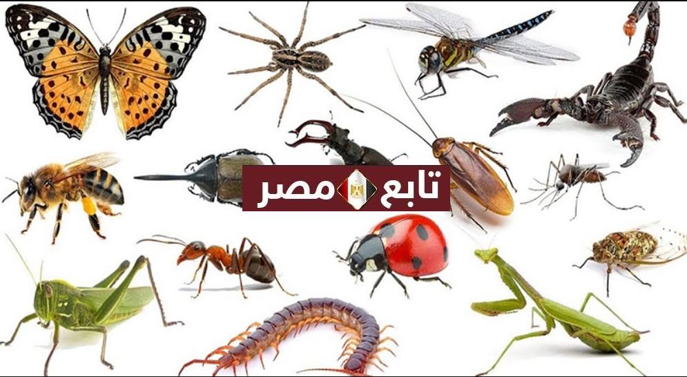 اسماء الحشرات وأنواعها 2021 بيان مجموعة الحشرات الضارة والنافعة